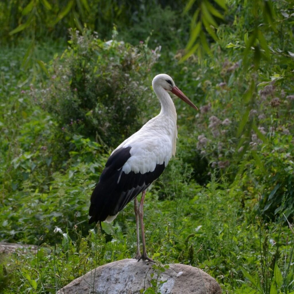 Cigogne emblématique de l’Alsace