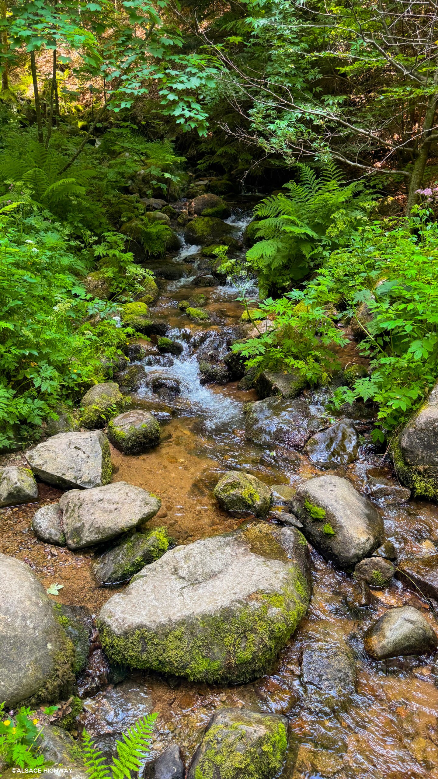 Hohwald-03