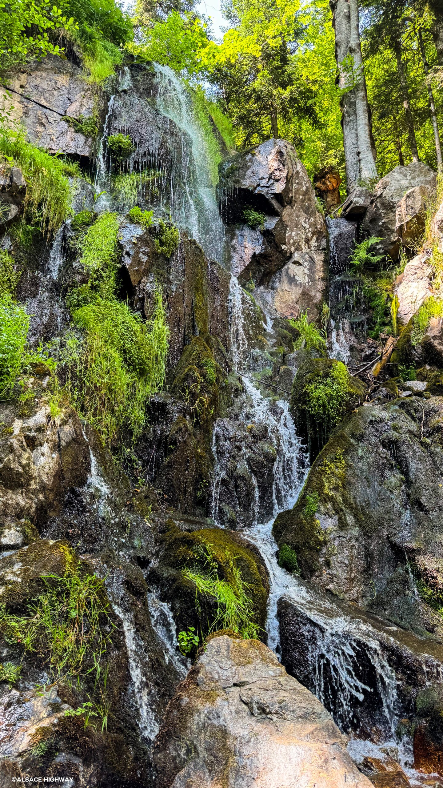 Hohwald-16