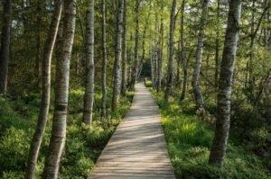 Le Wildseemoor de Gernsbach : immersion dans une tourbière sauvage